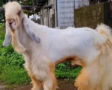 Jamunapari Goat